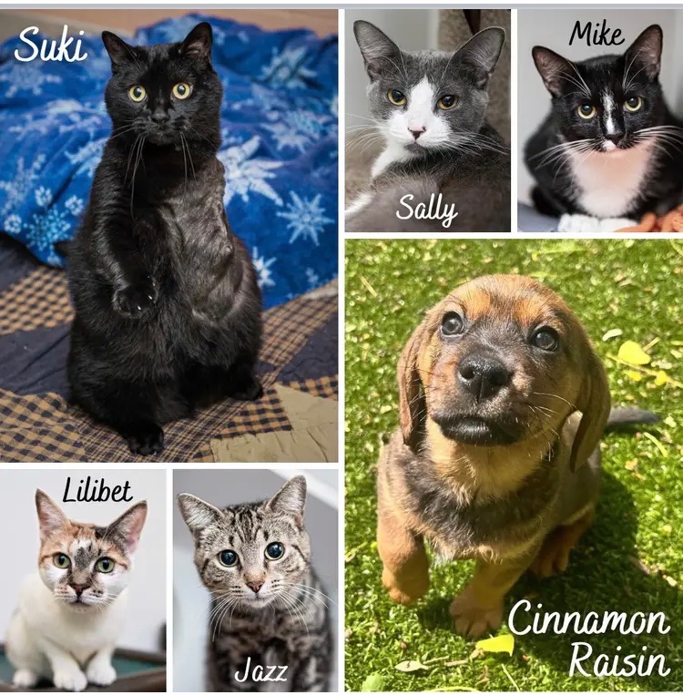 TWENTY FOUR adoptions last week at my awesome shelter, hsccvt.org!!! Any lawyers out there? I’m not allowed to use the word “snack” in these posts, but “Hammwich” is totally snackable.
