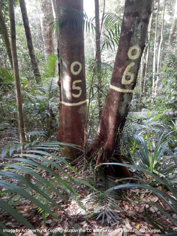 For now, we prefer to haul tape measure through the dense brush over #LIDAR kit. Tracking individual trees is vital for ground truthing space-based and aerial remote sensing, can identify species for forest biomass + more. 50+ years of data and counting 🤯 #LTER #austropics