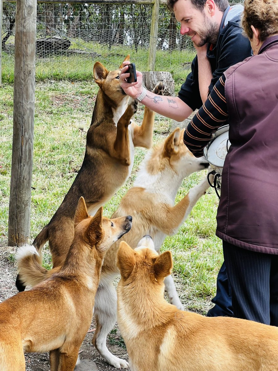 gm from the <a href="/dingodiscovery/">Dingo Discovery Centre</a> <a href="/Wandi_Dingo/">Wandi Dingo</a> #lfdg🚀