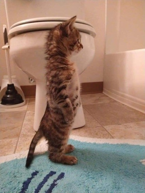 DontShowYourCat's tweet photo. standing up to the tub https://t.co/3DXyuSqY4i