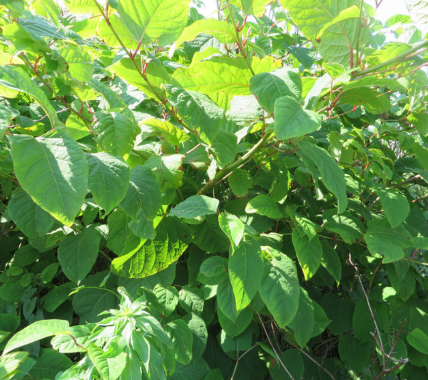 Join the Coastal Resources Management Council, URI Cooperative Extension, and the URI Department of Plant Sciences and Entomology for a one-day training or two-day certification program starting August 17! 🌱

events.uri.edu/event/invasive…

#URI #CooperativeExtension #InvasivePlants