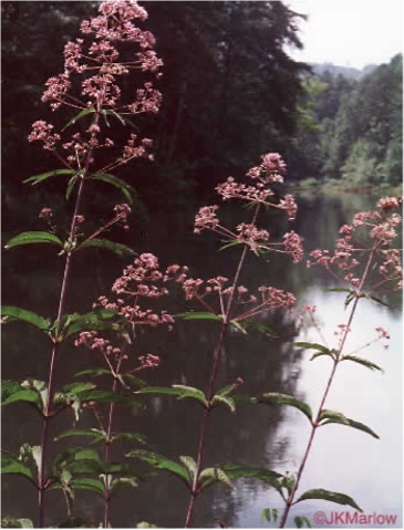 sc_nativeplants's tweet photo. Joe-Pye-weed is beginning to flower this month. They are attractive to numerous pollinators, and the plant also serves as a caterpillar host to several species of moths.  https://t.co/VgJtgbRRWQ https://t.co/tzXYkNgzSo