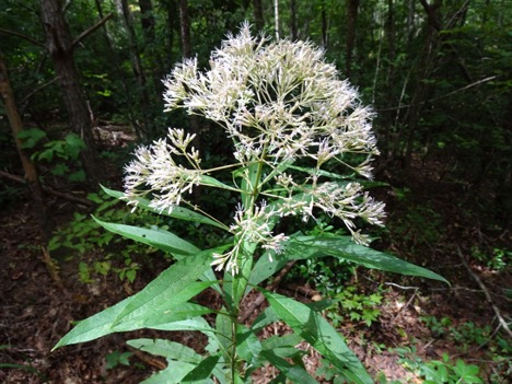 Joe-Pye-weed is beginning to flower this month. They are attractive to numerous pollinators, and the plant also serves as a caterpillar host to several species of moths.  scnps.org/august-plant-o…