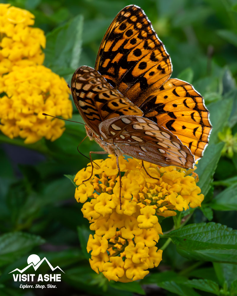 Butterflies LOVE the Coolest Corner! And you will too! ❤️

#ashecountync #ashecounty #weekendgetaway #visitashe #thecoolestcorner #blueridgeparkway #blueridgemoments #blueridgemountains #lovenc #newriver #canoethenew #mountainlife #ncmountains