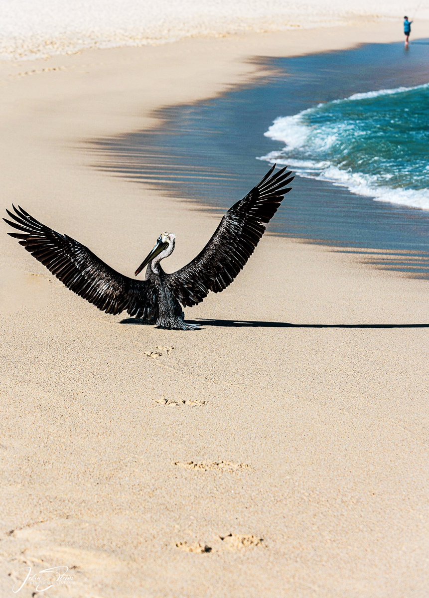 #nature #birdphotography #photographylovers #beach #Mexico