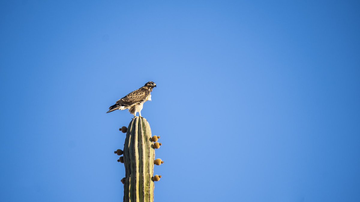 VisitSonora's tweet photo. En el desierto de #Sonora se encuentra el Bosque de los Sahuaros, un paisaje adornado por cactáceas gigantes. 🌵♥️
#MeVoyPaSonora #VisitSonora #VisitMexico #cactus #cactaceas #cardones #desierto #desert #sahuaro https://t.co/KYpbtkKknZ
