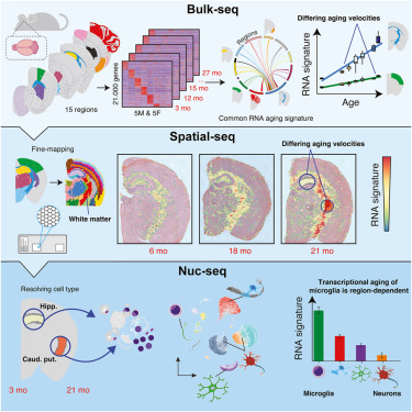 New study by @wysscoray and team finds brain-wide gene signatures of aging in glial cells. The research, partly supported by our AHA-Allen initiative, also found that glial cell aging is accelerated in white matter and not all regions are equally impacted. cell.com/cell/fulltext/…