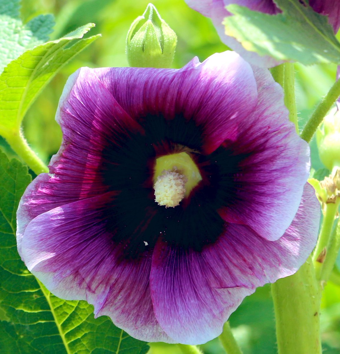 BSuki117's tweet image. おはようございます👋😃

今日も蒸暑くなりそうです
体調に気をつけてくださいね😅👍

#Flowe