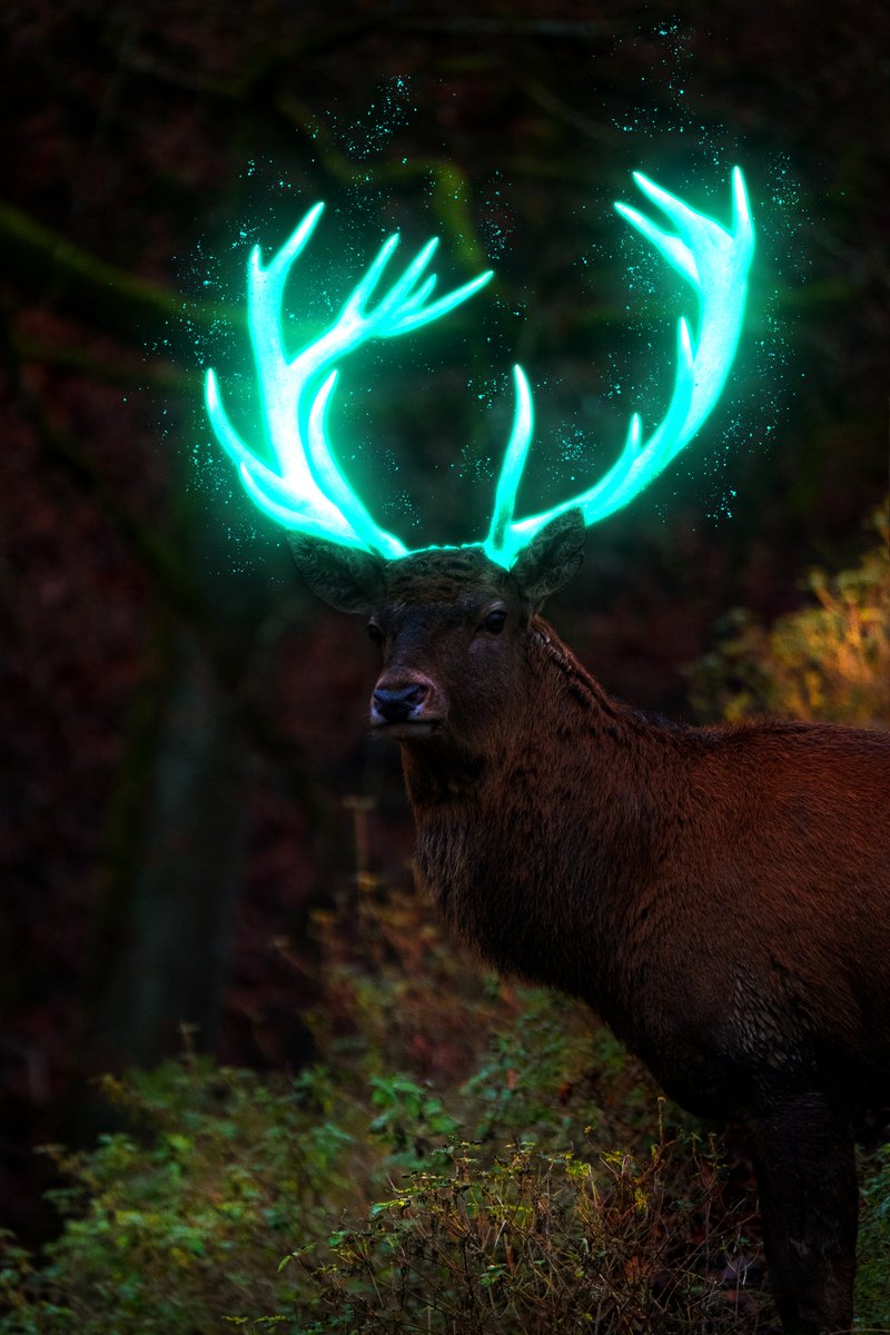 ReaganMusobe's tweet image. 