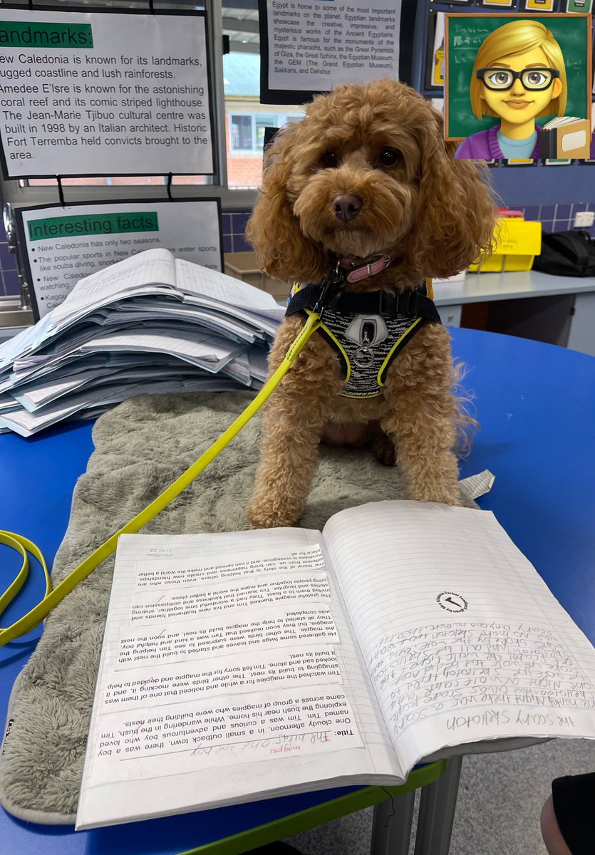 Therapuppy1's tweet photo. Daisy helping teachers mark some work. One down, lots to go! #Daisy #homework #Teachers #Schooldog #dogsofeducation #dogsofDoE #lovewhatwedo #lovewherewelearn https://t.co/OTXGDCYeRz