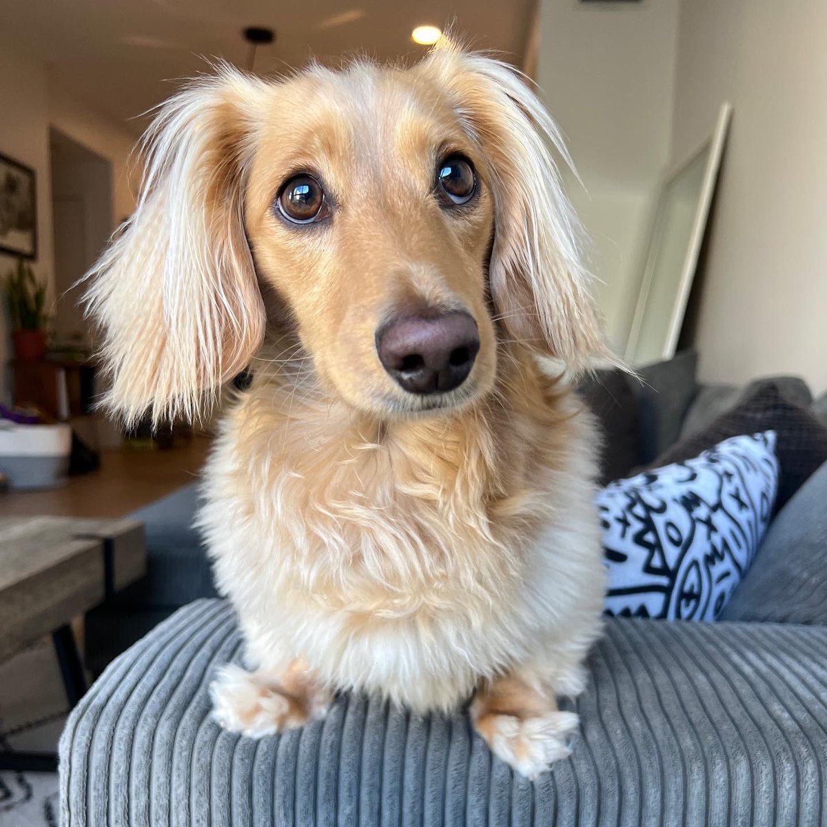 dog_rates's tweet photo. This is Winston. He has some pretty impressive chest floof. It's almost floofy enough to cover his even more impressive toe floof. 14/10 https://t.co/rxxqKjoIVY
