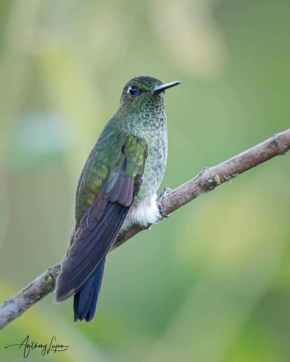 anthonylujan's tweet photo. Greenish Puffleg
Haplophaedia aureliae
Status - Least Concern
Sony A1 - Sony 600mm
#ALhummingbirdperched

#greenishpuffleg #puffleg #hummingbird #colibrí #beijaflor  #picaflor #Trochilidae #hummingbirds #peru #hummingbirdsofperu #nuts_about_birds #earthcapture #nature #natgeoy... https://t.co/QziylhR8ed