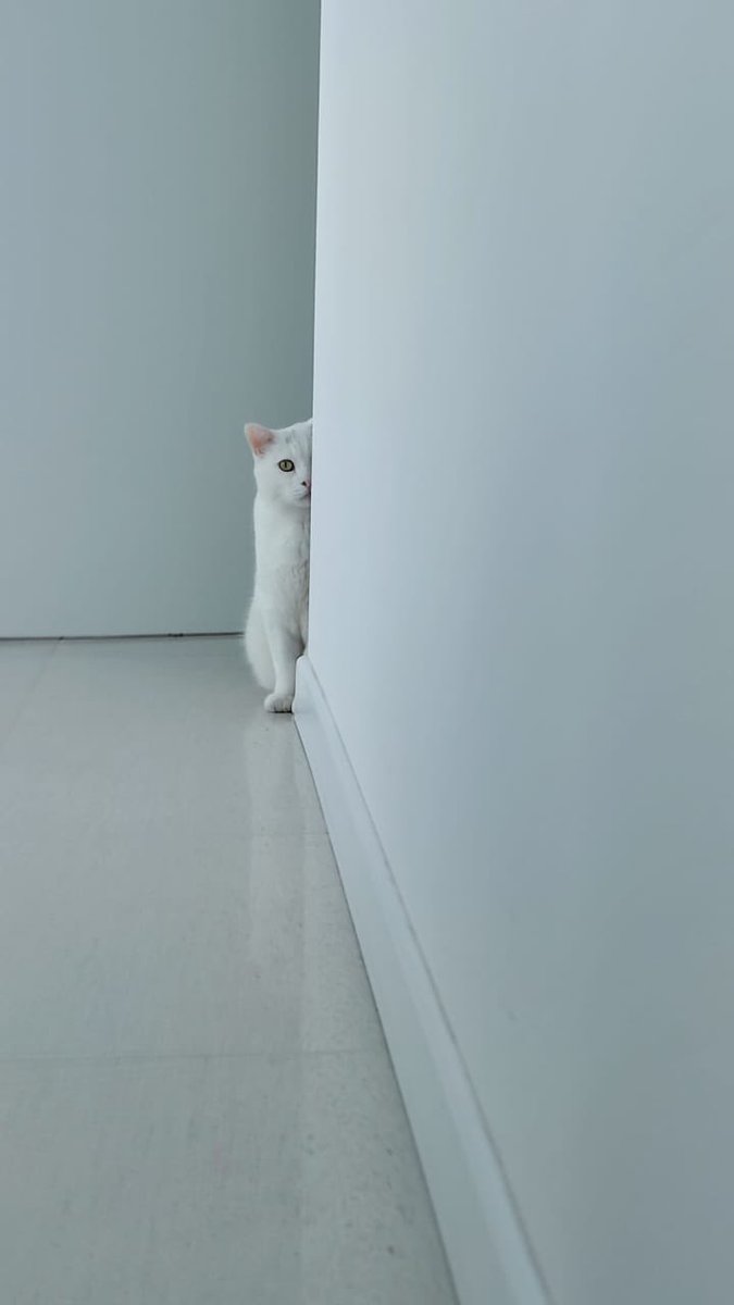 Mimmo_Pirate's tweet photo. I’m always watching you! #catlife #modernart #CatsOfTwitter #whitecat #whiteonwhite https://t.co/jnzjGG0SGp