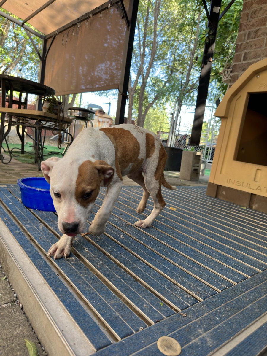 realkub's tweet photo. does anyone need the cutest dog ever? my boss just apparently bought it from an unhoused person who has several in a cage trying to rescue it, but did not clear it with the wife beforehand (they already have 4 dogs)

so uh, free dog? https://t.co/JDZTgLbf3u