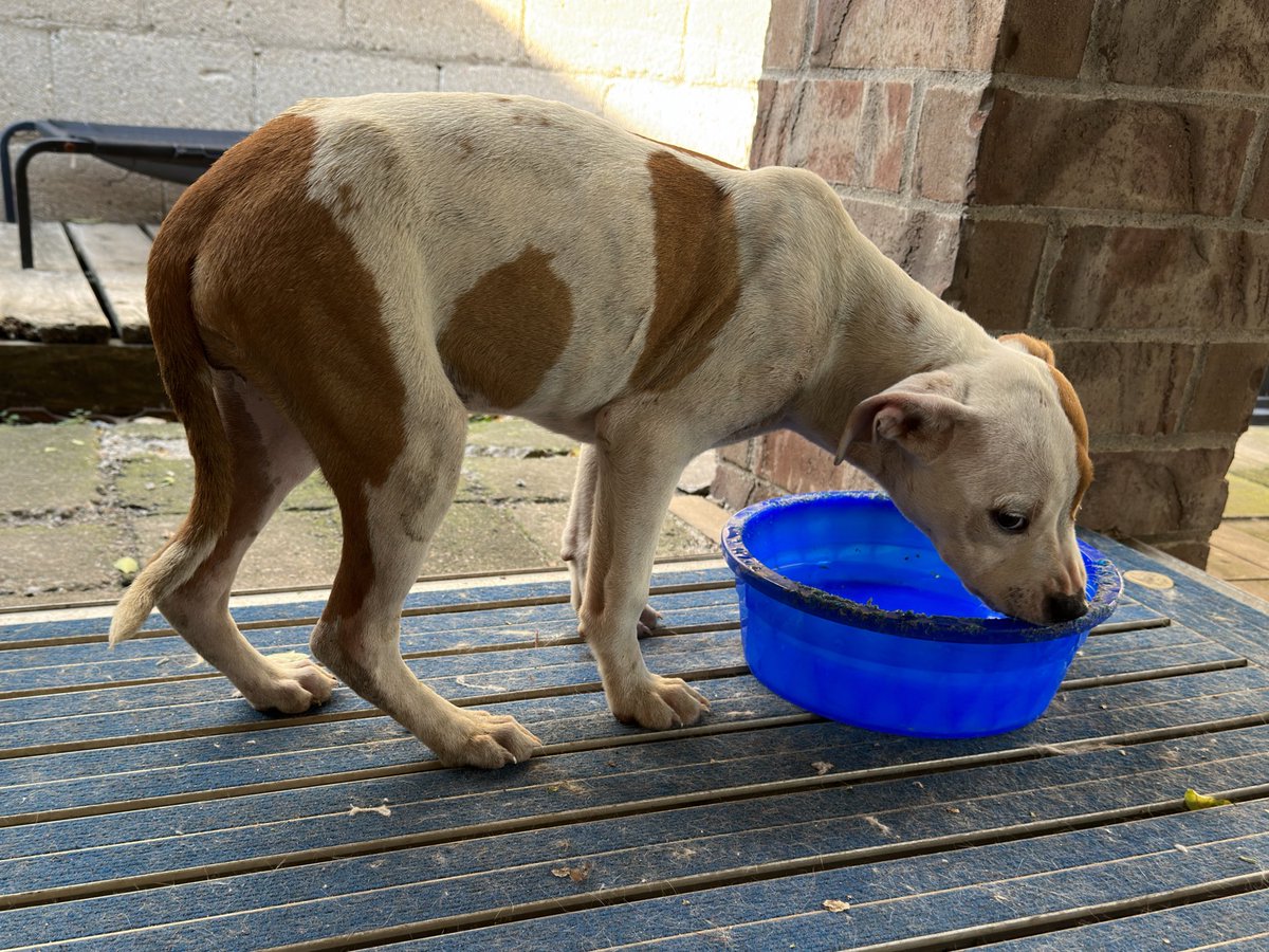 realkub's tweet photo. does anyone need the cutest dog ever? my boss just apparently bought it from an unhoused person who has several in a cage trying to rescue it, but did not clear it with the wife beforehand (they already have 4 dogs)

so uh, free dog? https://t.co/JDZTgLbf3u