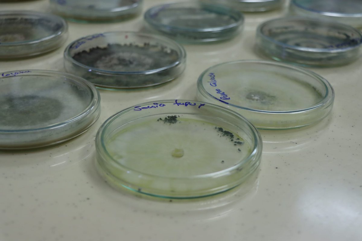 AgriculturaEc's tweet image. #Orellana | La investigación es el principal motor de cambio para el agro. En #JoyaDeLosSachas, el ministro @EizaguirreEc, visitó la Estación Experimental Central de la Amazonía de @INIAPECUADOR, donde evidenció el trabajo que realiza este instituto en varios cultivos de la zona.