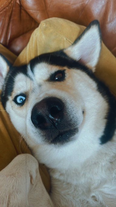 He&rsquo;s definitely the boss of me. https://t.co/aVdwNehXun