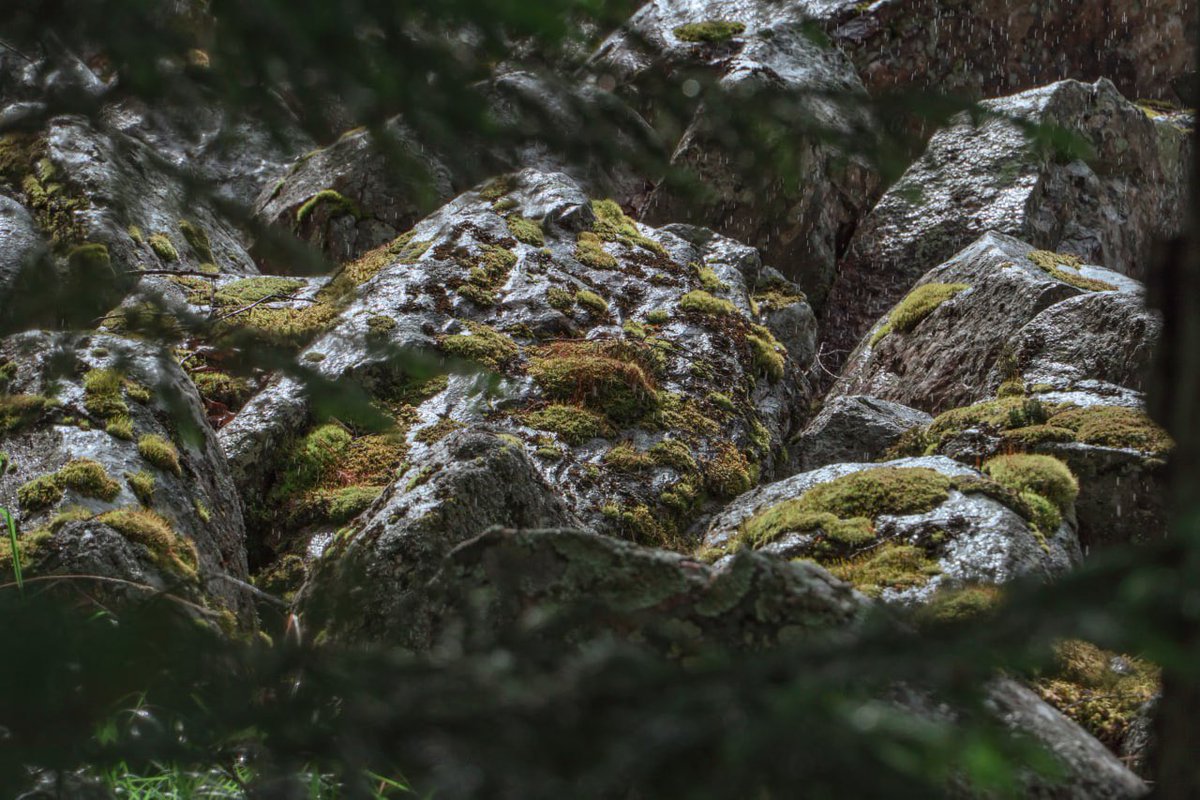 mrystark's tweet image. photos in summer rain 

how are you guys doing?