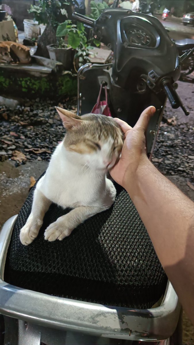 VedantMhatre1's tweet photo. #NoCatLeftBehind https://t.co/KY6MJklsT5