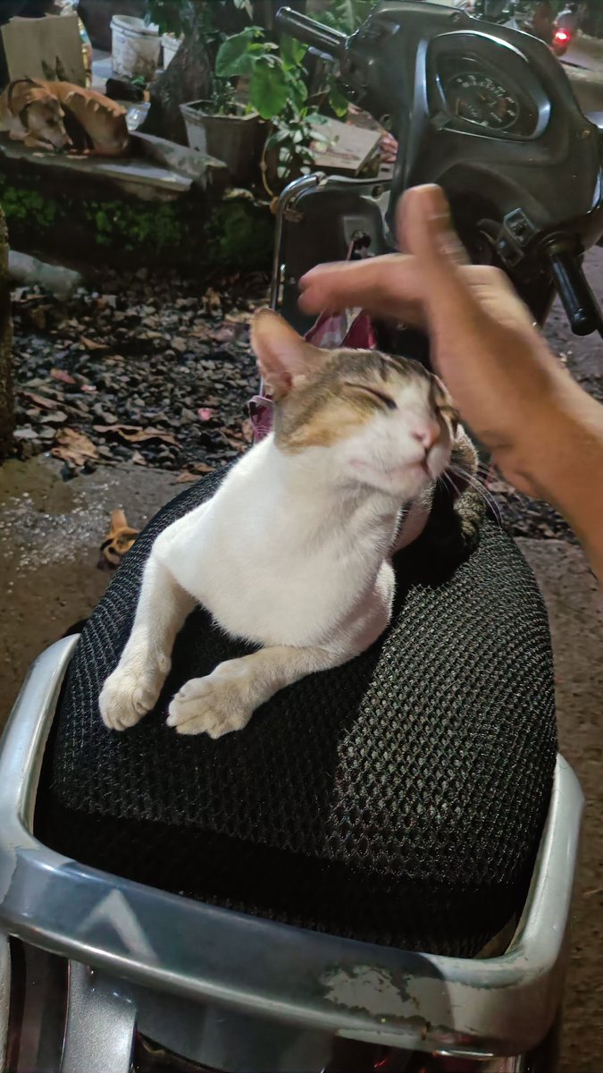VedantMhatre1's tweet photo. #NoCatLeftBehind https://t.co/KY6MJklsT5