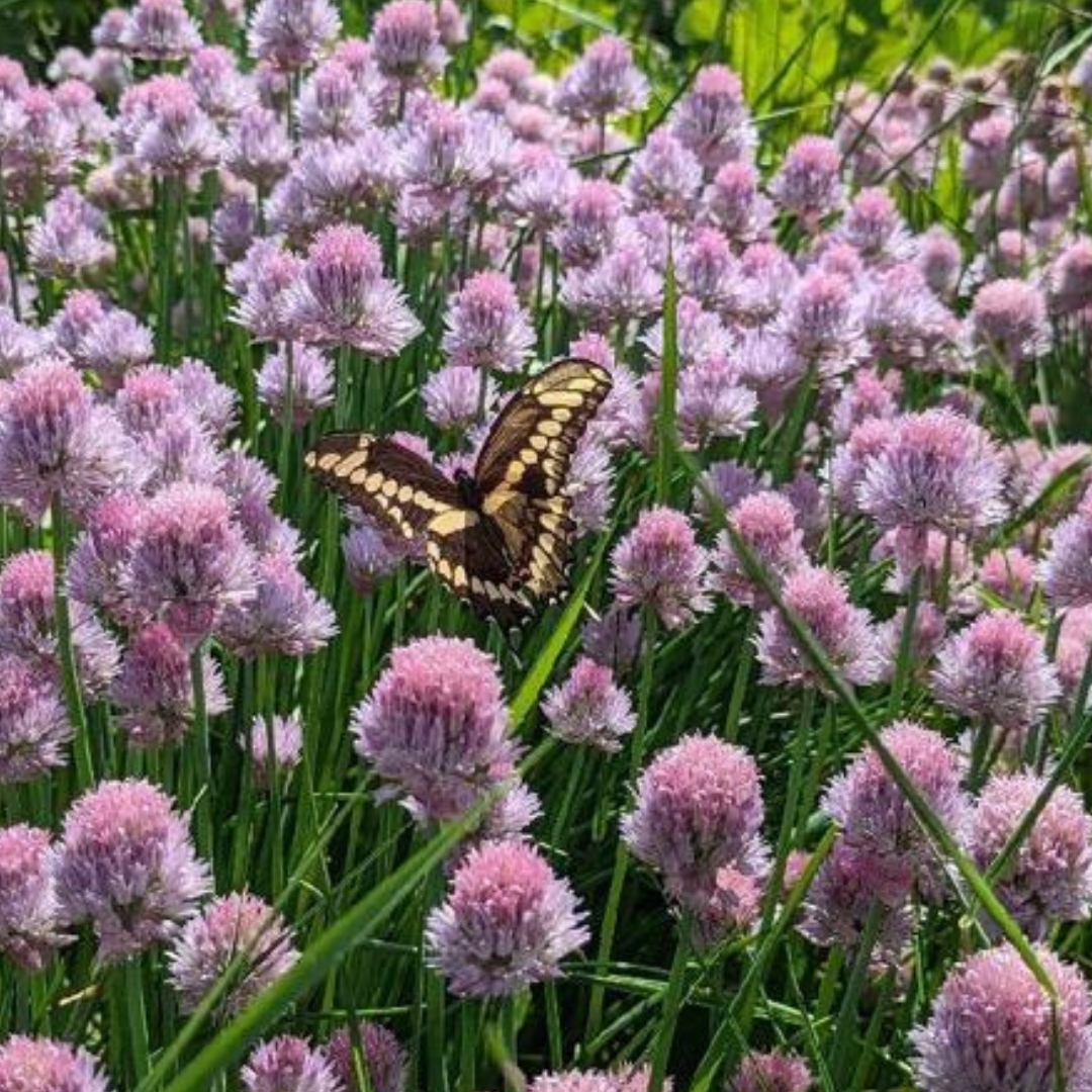 Have you checked out what’s happening at the Sinsinawa Collaborative Farm lately? 

Head to their website or visit their Facebook page!
sinsinawa.org/about-us/sinsi…

#sinsinawamound #sinsinawacollaborativefarm