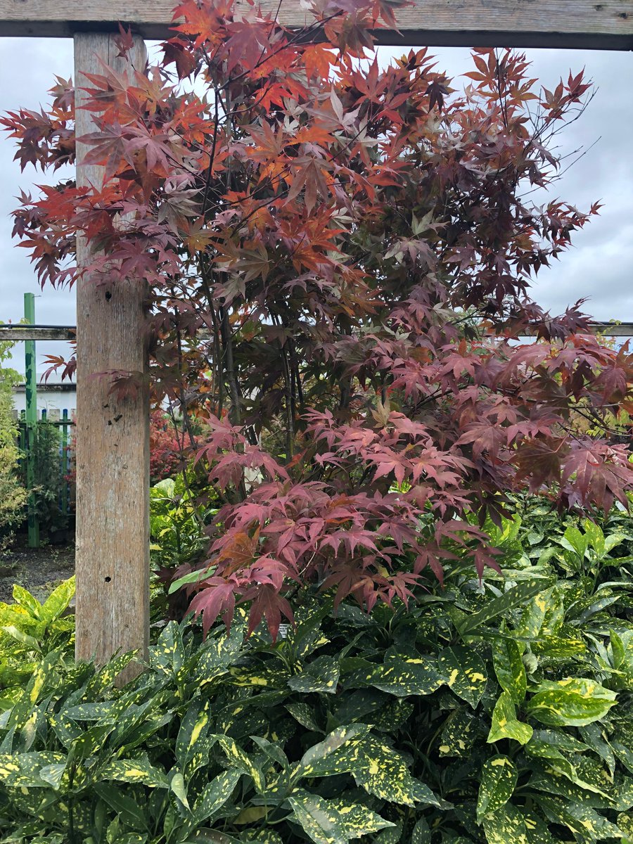 biggreenplant's tweet photo. Acer Alert! 🚨 It's SUMMER SALE season at the Big Green Plant Centre—get 10% off your purchase of Japanese Maple trees until the end of August! 🌿 #AcerSale #SummerSale #JapaneseMaple #Gardening #SummerGardening #GardenInspiration #thebiggreenplantcentre.co.uk https://t.co/K0UlUUMhVf