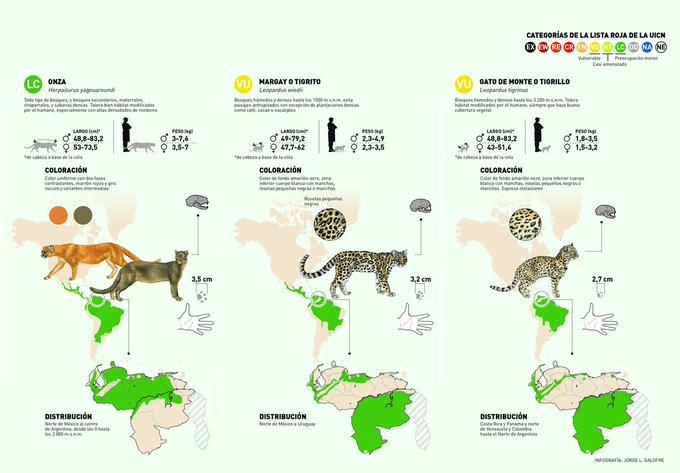#ElDato 🐈‍⬛Las especies autóctonas de #Venezuela son 6 y las podemos dividir en 3 subgrupos:

🐯 El #JAGUAR, pariente americano de otros grandes felinos como el león, el tigre o el leopardo

😼 #PUMA y #ONZA: dos especies "primas". Más pequeñas que el jaguar y no son capaces de