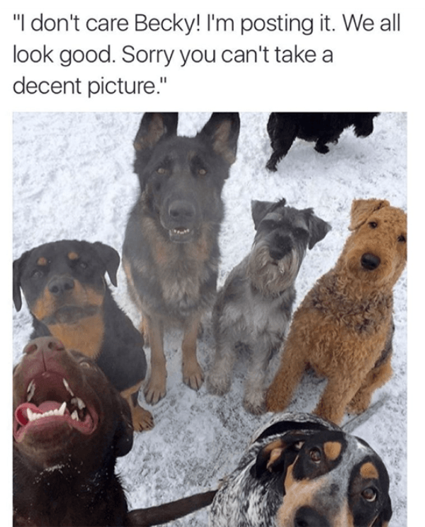 Doggo Tweets tweet media