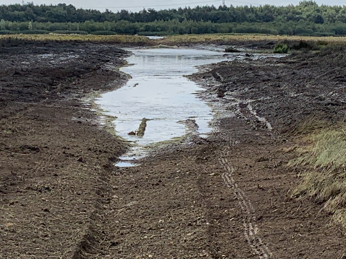 markasmart's tweet image. Been a busy few days on the spoil spreader front, Cheshire, @WWTMartinMere, @RSPBAireValley St Aidan’s @NosterfieldLNR 
Now at @RSPBSaltholme .
Mix of habitat creation for waders, waterfowl, and marginal wetland plants. 
Hasn’t all gone smoothly but we are still moving forward.