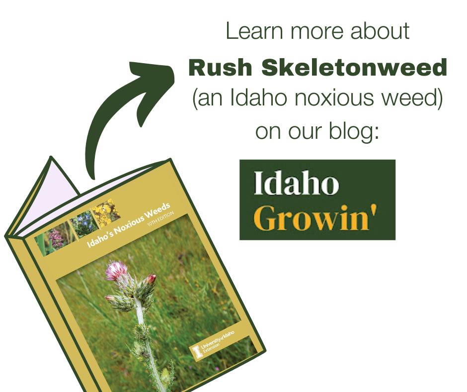 It is estimated that over 6 million acres are infested with Rush skeletonweed in the West, and those numbers are likely to continue to grow. Read our blog post to learn how you can help. ~CZ
idahomastergardener.blogspot.com/2023/08/rush-s…
#2CMasterGardeners #noxiousweeds #rushskeletonweed