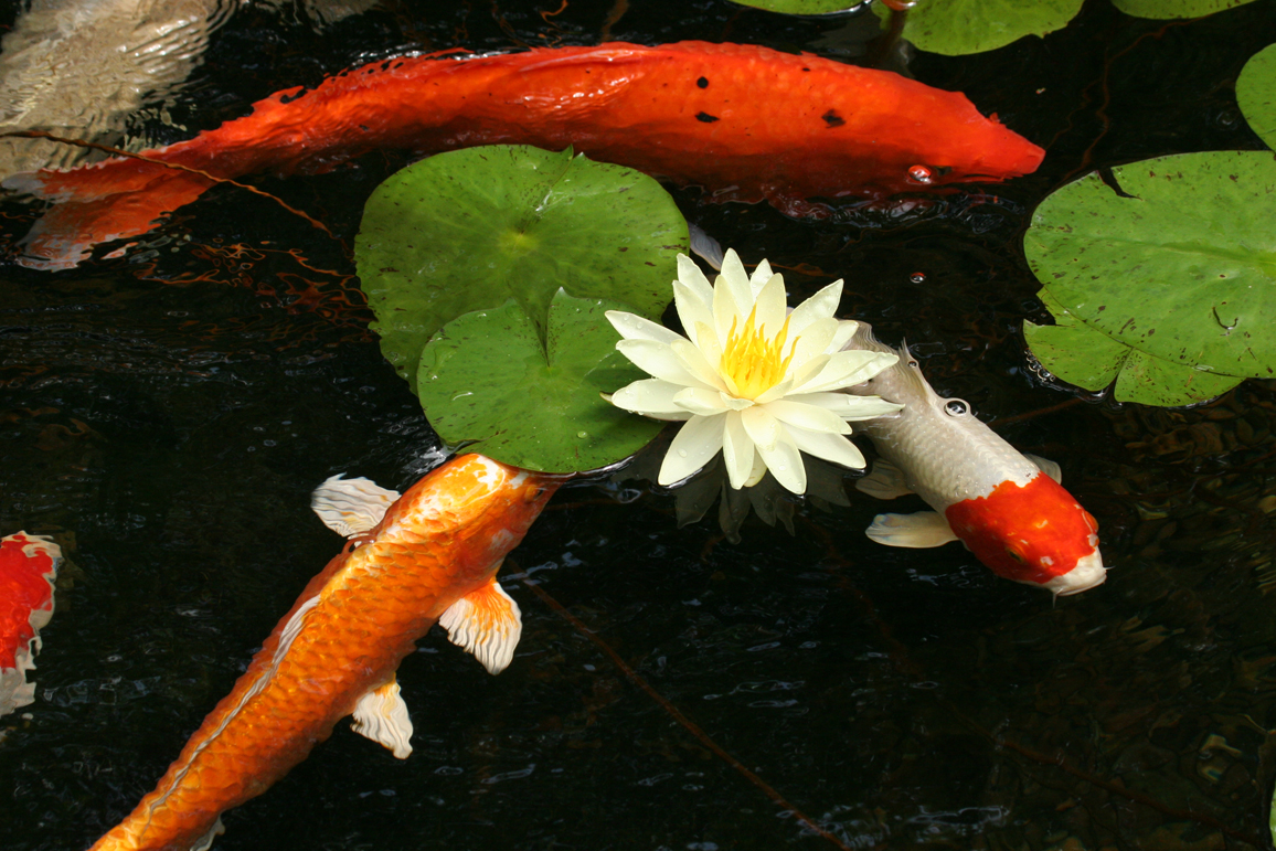 AW_SanDiego's tweet image. The question on everyone&apos;s mind is being answered! Should you keep Shubunkin in koi ponds? Learn everything there is to know: bit.ly/3OBYnH9

.
#koipond #koi #pond #backyardpond #sandiego #aquariums #fishtank #fish #fishtips #aquaticwarehouse  #aquarist #shubunkin