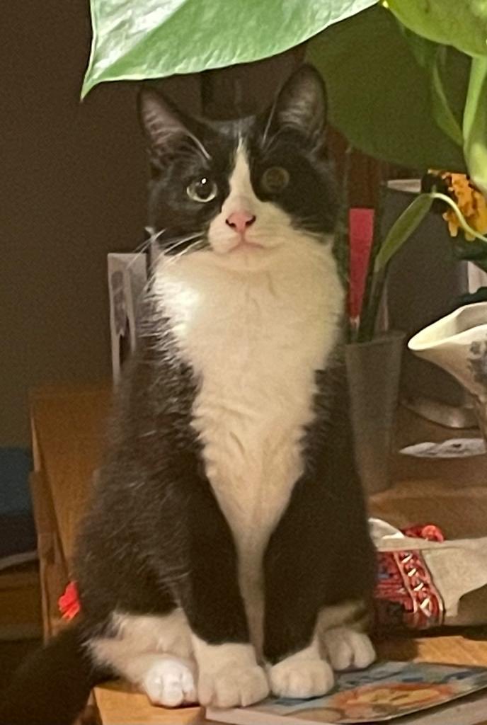 Hi folks - if you’re in Stranmillis, can I ask that you keep an eye open for Esther, who’s been missing for 48 hrs. We got her after our last cat, Samson, disappeared last October, so sorry it’s the 2nd appeal like this in a year. Esther’s sister Eve misses her. RTs appreciated