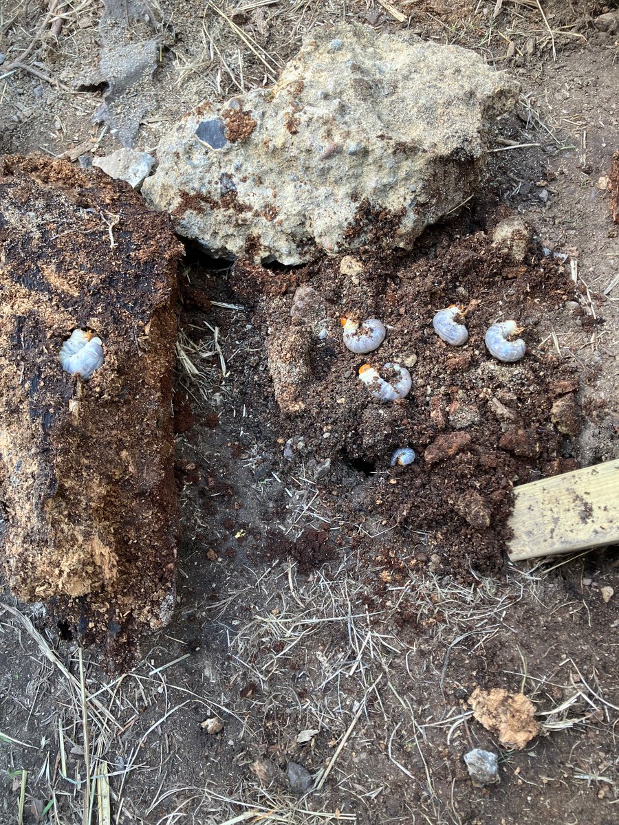 Lambeth TCV tweet media