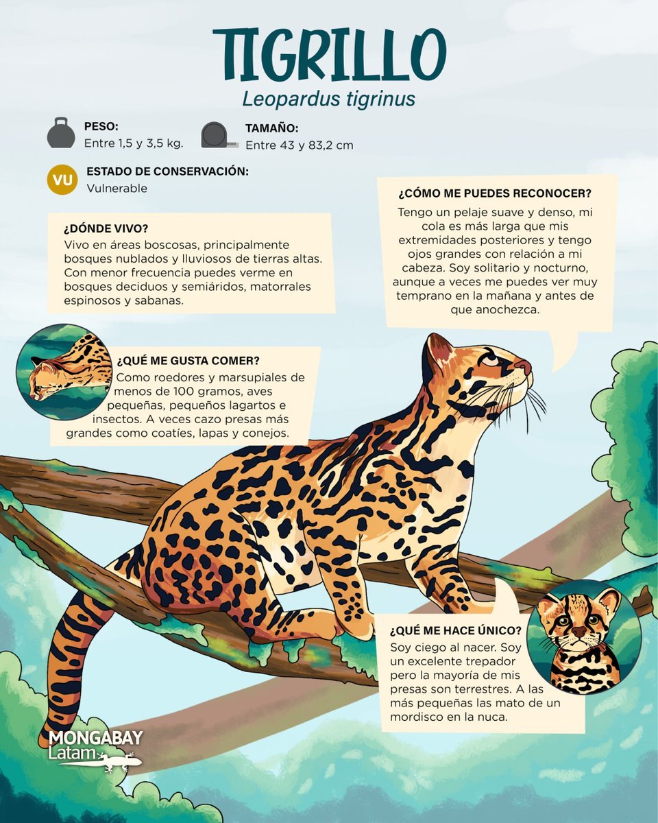 🐯 En el portal <a href="/MongabayLatam/">Mongabay Latam</a> tienes una excelente investigación sobre el amenazado tigrillo u oncilla (𝘓𝘦𝘰𝘱𝘢𝘳𝘥𝘶𝘴 𝘵𝘪𝘨𝘳𝘪𝘯𝘶𝘴) que hizo el periodista <a href="/jeanfreddy/">Jeanfreddy Gutiérrez Torres</a>

Se trata de una especie sumamente difícil de rastrear y que es muy vulnerable (por ejemplo) a la