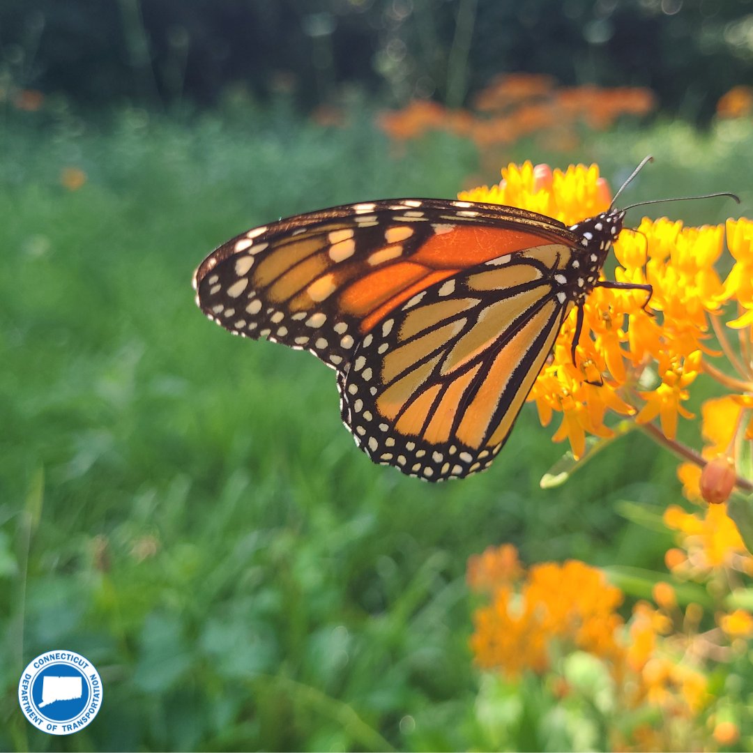 CTDOTOfficial's tweet photo. Our #PollinatorProgram attracts many visitors, which include the monarch caterpillar that turns into a monarch butterfly found in #Madison on Exit 62! The monarch is commonly found in #CT, but their population has been declining over the years. Let’s help our pollinators thrive! https://t.co/1aLxs4KmuT