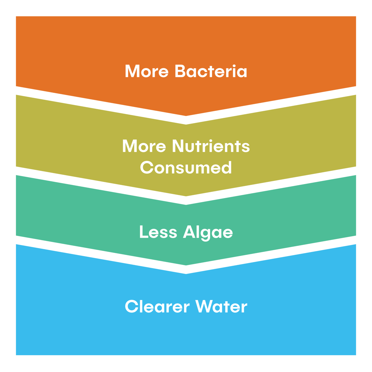 BioBoostNest's tweet image. A big, bouncing population of beneficial bacteria in your pond will gobble excess nutrients and starve algae of its food source. The result? Clearer, healthier water.

#algae #ponds #clearwater