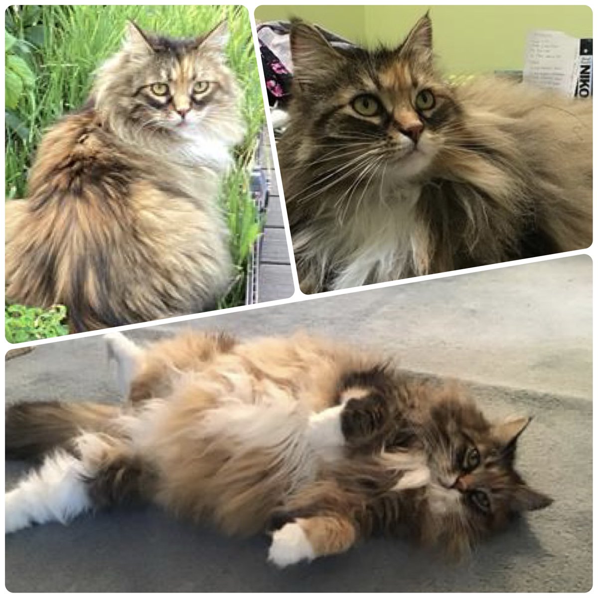 CoonCatNation's tweet photo. Meet 11 year old lady Lacey! ➤ https://t.co/8ZXRj7Fc0m Happy Whiskers Wednesday 🐾 #CatsOfTwitter #catlovers #MAINECOON https://t.co/cTZaLPU2i2