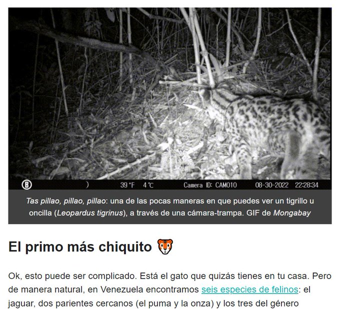 <a href="/MongabayLatam/">Mongabay Latam</a> <a href="/jeanfreddy/">Jeanfreddy Gutiérrez Torres</a> #16Ago Nosotros en #Arepita también hablamos sobre este pequeñín amenazado con una de nuestras grandes expertas en felinos: 
<a href="/MariFPC/">Ma. Fernanda Puerto-Carrillo</a>🐯 bit.ly/45A9nM9

Compartir información también es una contribución para proteger nuestra diversidad 🐯🐊🐬🐦‍⬛Amamos lo que conocemos