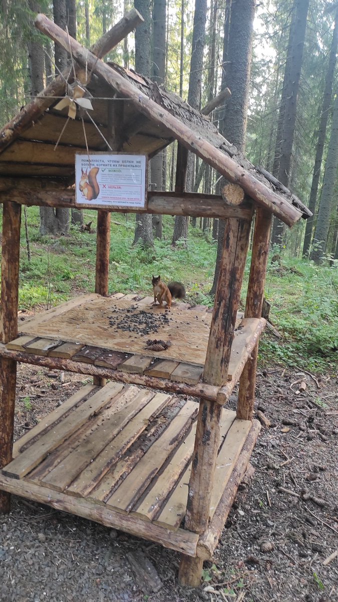 i_amnotawriter's tweet photo. Карельская белка: ожидание/реальность https://t.co/ME60ObYsoO