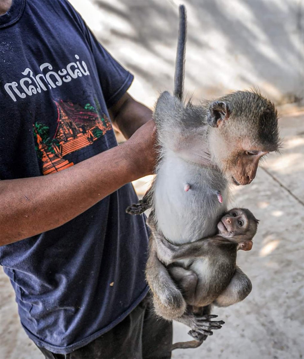 A man showing us the farm's 'product' – a mother macaque with her baby ...🐒 “Macaques are bred in captivity and also wild-caught, to be shipped to labs and universities around the world where research of all kinds are conducted on them.