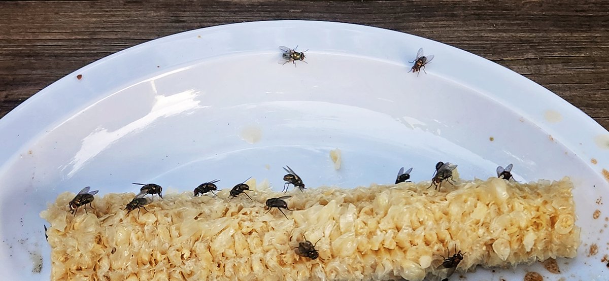 There is nothing more unsettling than feeling like your home has been invaded by flies. We traditionally associate #flies with filth and there’s a good reason for that. Flies feed on decaying food and waste and spread bacteria to surfaces, pets, and humans. 📷: Aaron Jacobs