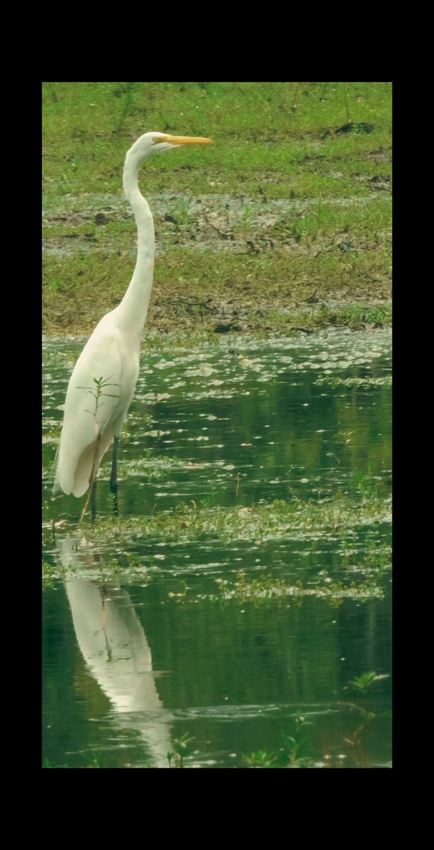 Just chill 

#Bird #Nature #AnimalWildlife #Grass #Outdoors #Green #Plant #Wildlife #Field #Animal