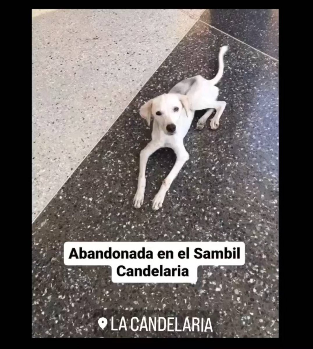 PerroUsuario's tweet image. Esta cachorra fue abandonada y se encuentra en el Sambil de La Candelaria. Necesita hogar temporal o definitivo URGENTE ya que corre gran riesgo. Sin número de contacto. Caso de terceros
