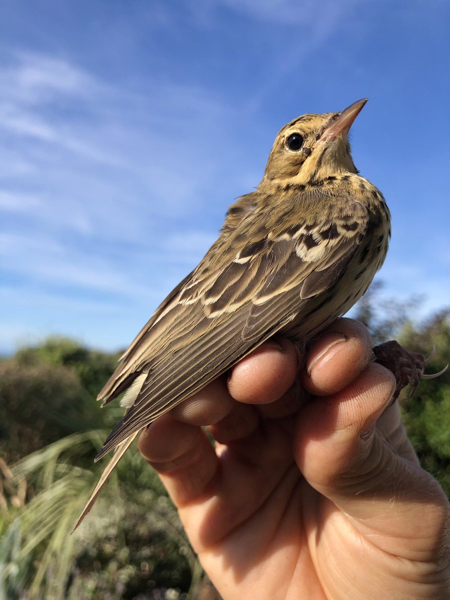 dingodann1's tweet photo. The #TreePipit autumn passage is underway on the Gower coast. I caught the first 3 of the season here in the garden this morning. Willow Warblers are continuing to dominate the catches in general. #BirdRinging #GowerBirds https://t.co/iwTCCz8sK4