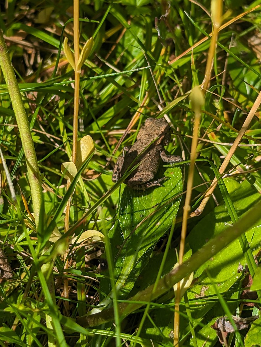LeonardsleeG's tweet photo. We spotted this tiny baby toad making his way through the grassy banks by the Engine House Cafe the other morning - he was no bigger than the tip of your thumb and was kind enough to pose for a picture before hopping off on his adventures. #wildlifewednesday #babytoad #nature https://t.co/JdvUuOgWvV