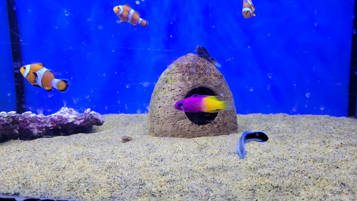 MrKeithAtherton's tweet photo. #100DaysOfSelfCare days 93/100:
It's interesting what you can find mindful, like watching fish in a tank. Took a few moments today to take things easy, always feel the benefit of that 🐠
#MentalHealthAwareness #SelfCare https://t.co/w7ymgnDGCf