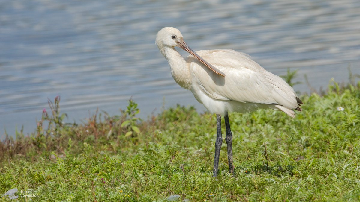 Chulavista21's tweet photo. Another #Spoonbill, this one a Juv, @slimbridge_wild today on the #Rushy this afternoon. #GlosBirds https://t.co/PYY3O0SiRx