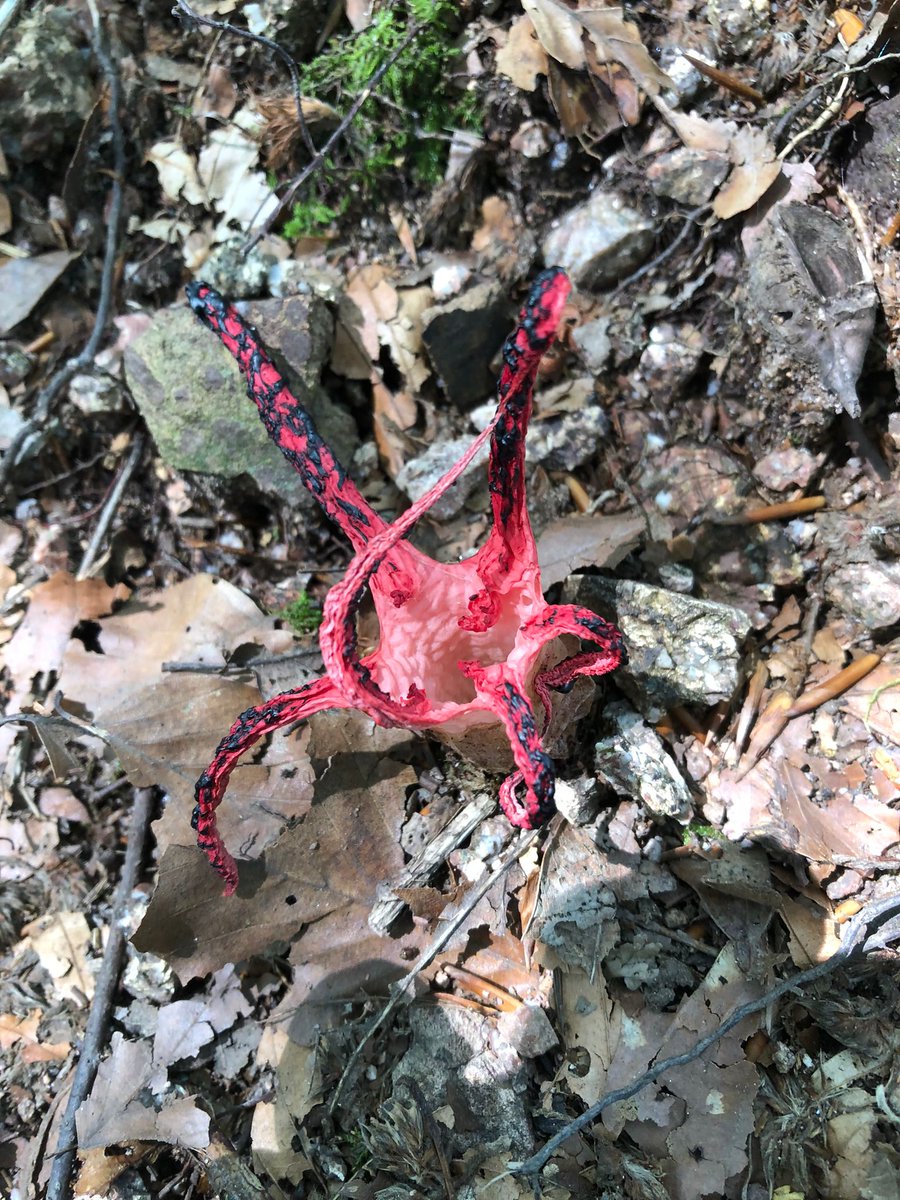 Theo Jans 🌱🌿🌳🌳 tweet media