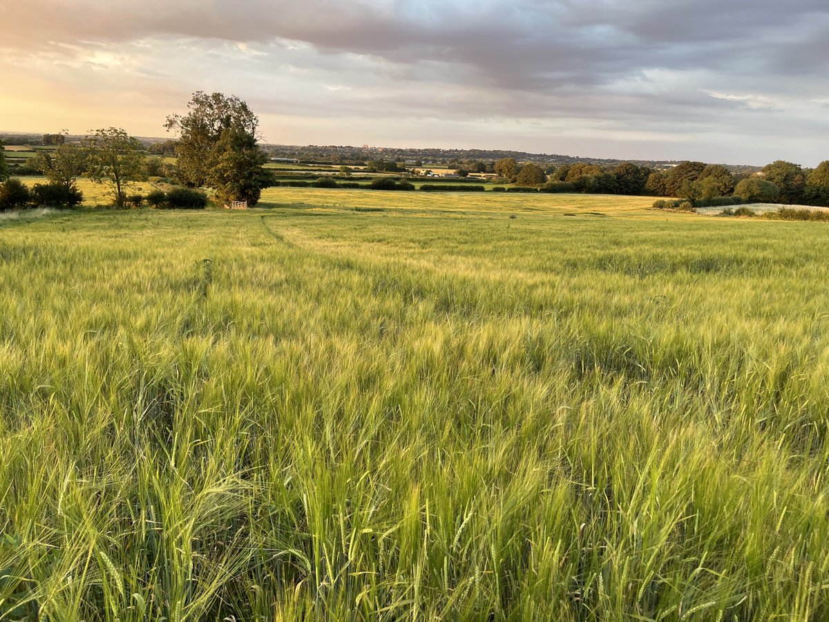 DairyConsultant's tweet photo. Spring barley destined for wholecrop next week for clients dairy herd in north Wiltshire. https://t.co/ZmVvfkmZtJ