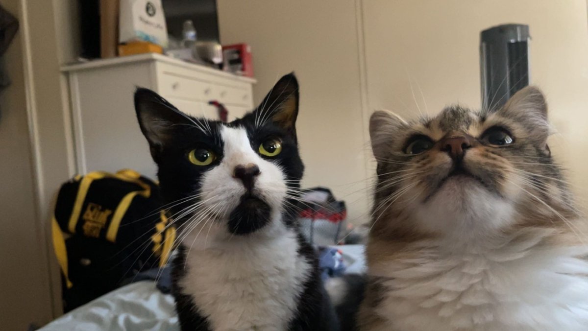 ZuletaLB's tweet photo. Ozzy and chicklets https://t.co/P6B5SJFelj